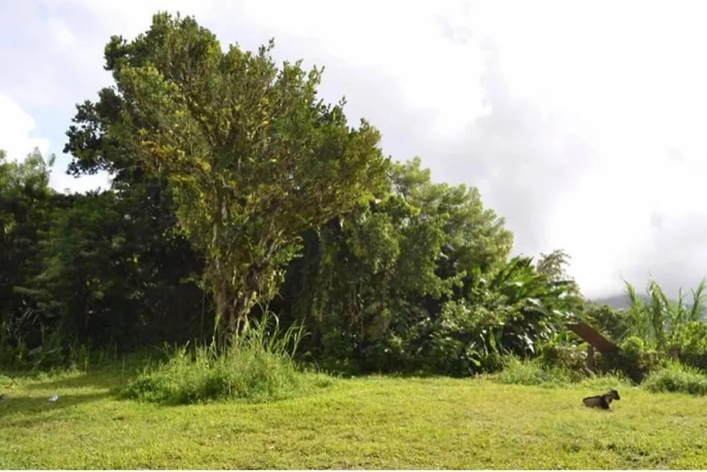 House In Nature, Between Land And Sea Le Morne-Rouge 0*,  Martinique