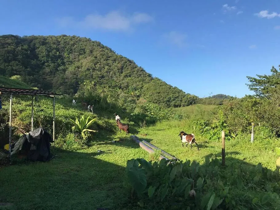 Holiday home House In Nature, Between Land And Sea Le Morne-Rouge Martinique